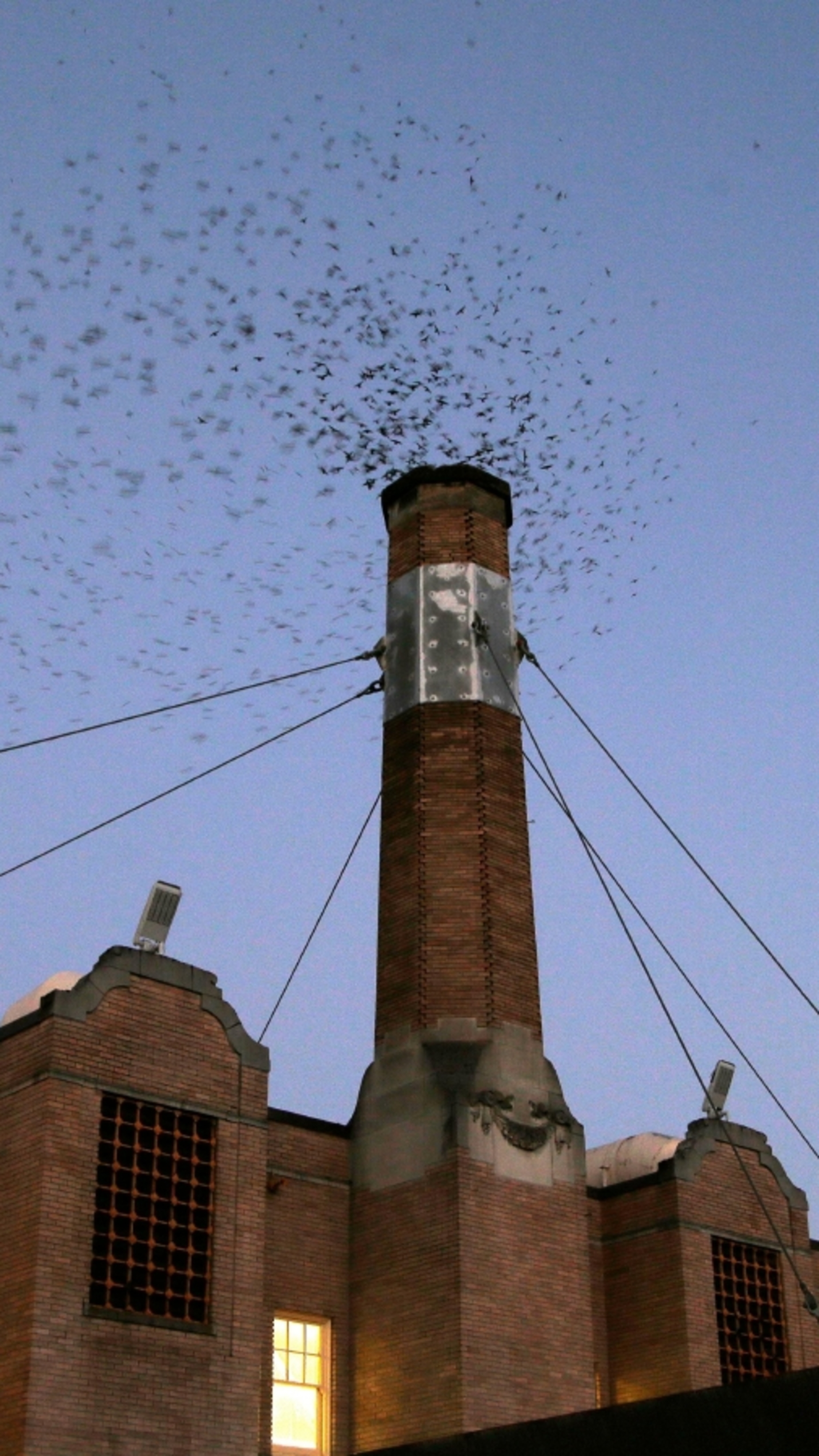 Vauxs Swifts